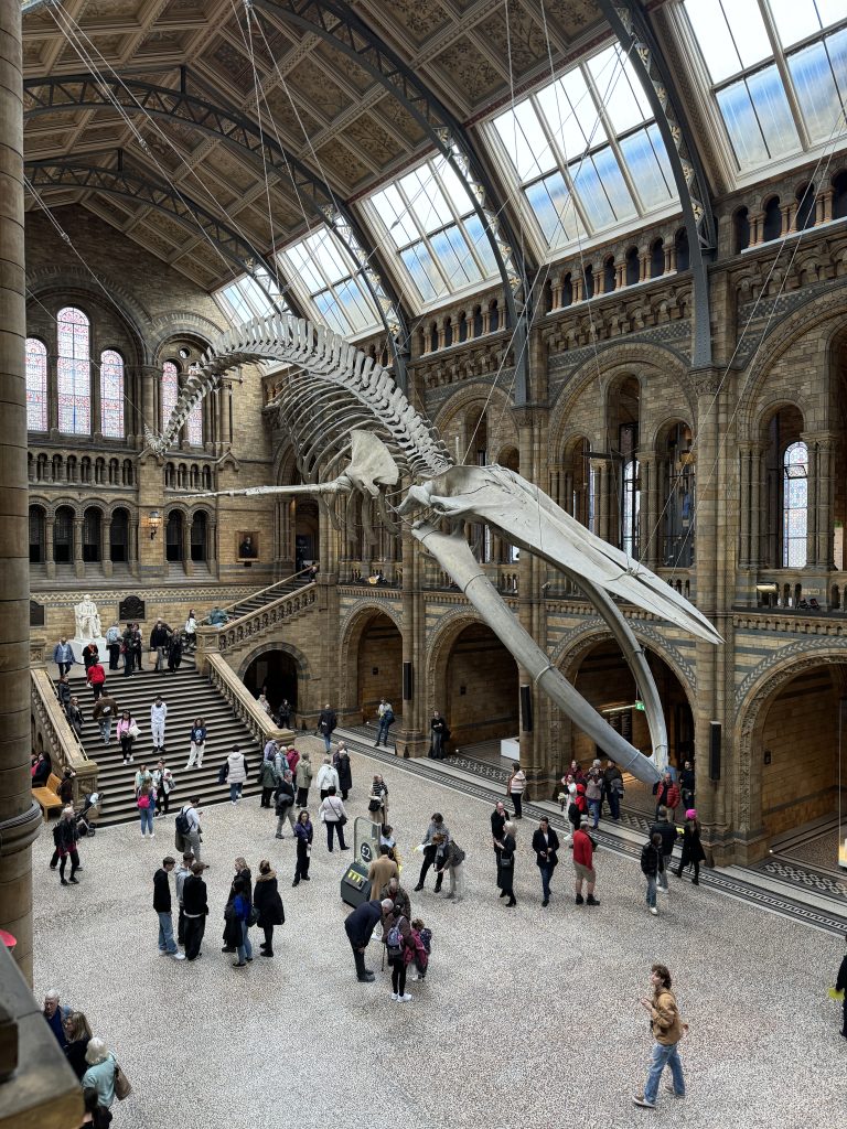 a Múzeum központi csarnokában Hope, a kék bálna csontváza látható